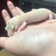 Gecko in palm of person's hand